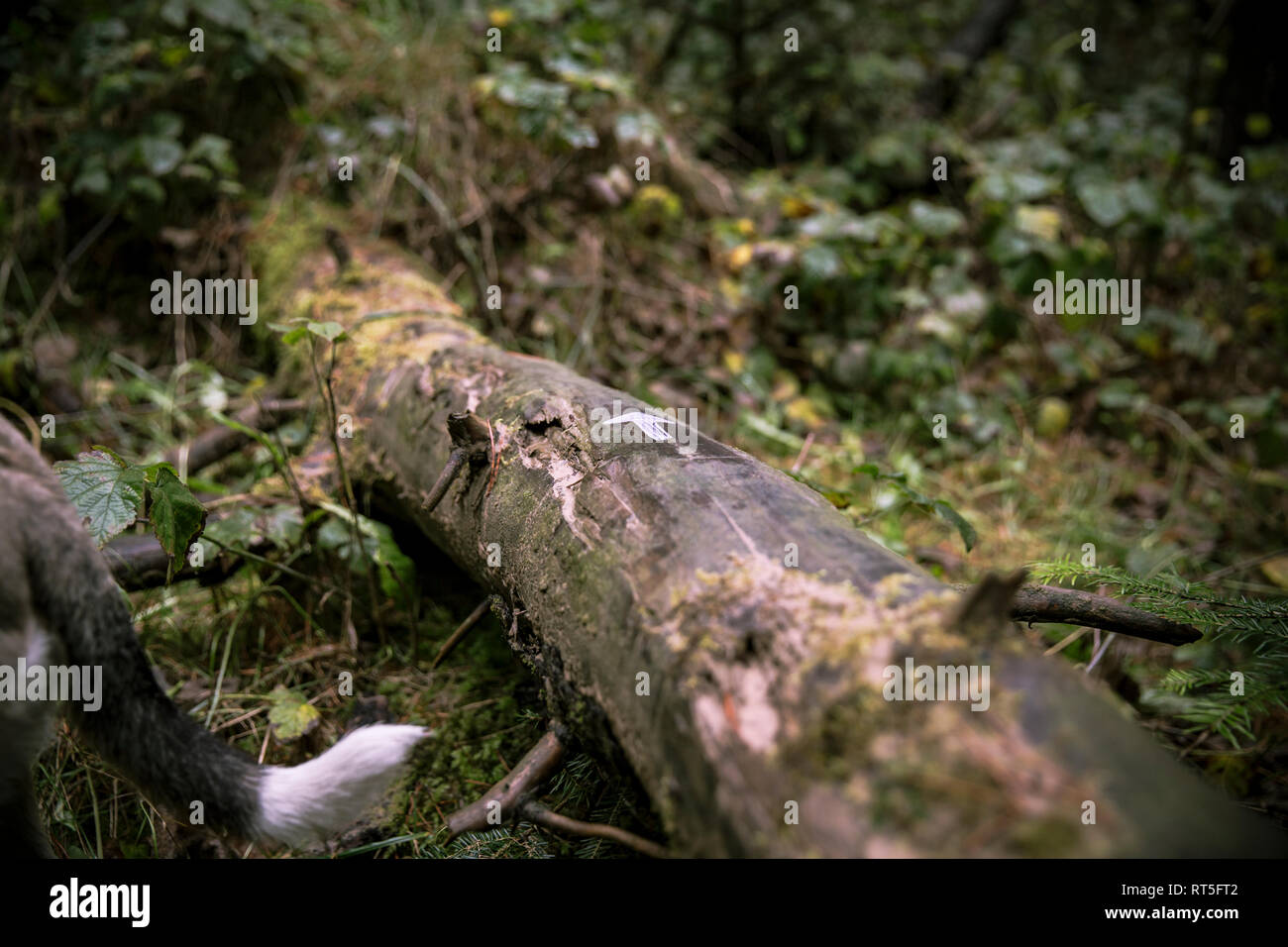 Señal de flecha sobre la madera muerta en el bosque Foto de stock