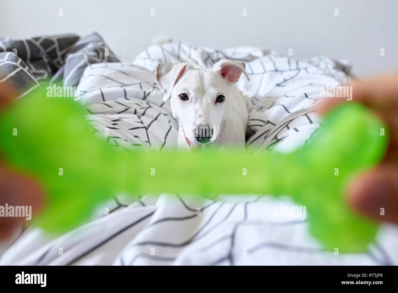 Perro de juguete de plástico perros fotografías e imágenes de alta  resolución - Alamy