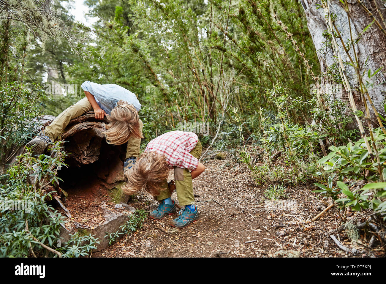 Chile, Purén, Parque Nacional Nahuelbuta, dos chicos mirando a un viejo árbol hueco Foto de stock