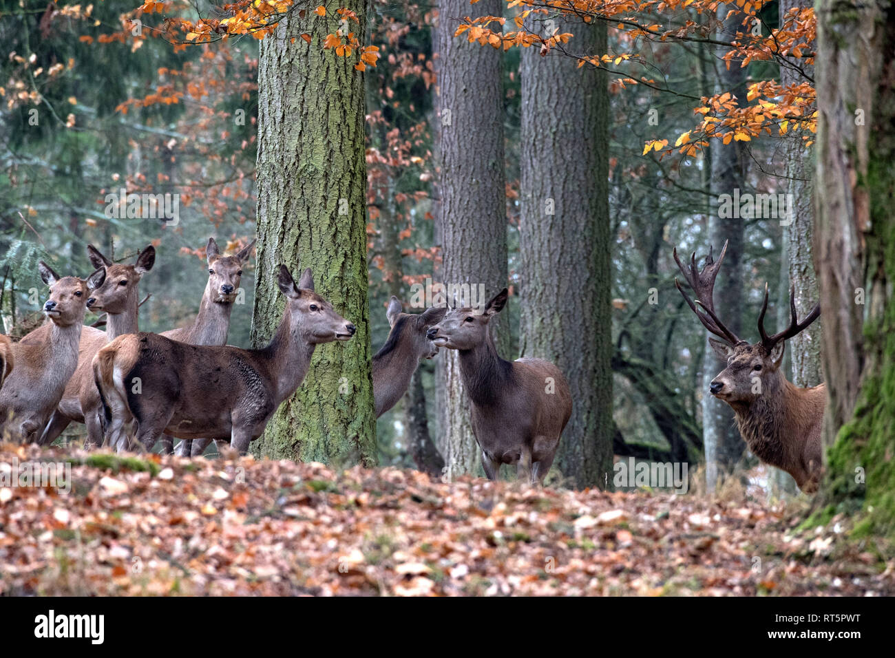 Beech Mastil Cerviden Cervus Elaphus Acorn Mastil Astas