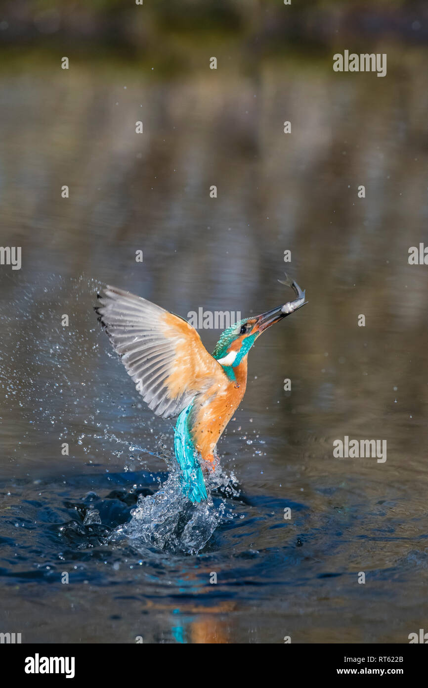 Eisvogel, Alcedo atthis, martín pescador común europeo Foto de stock