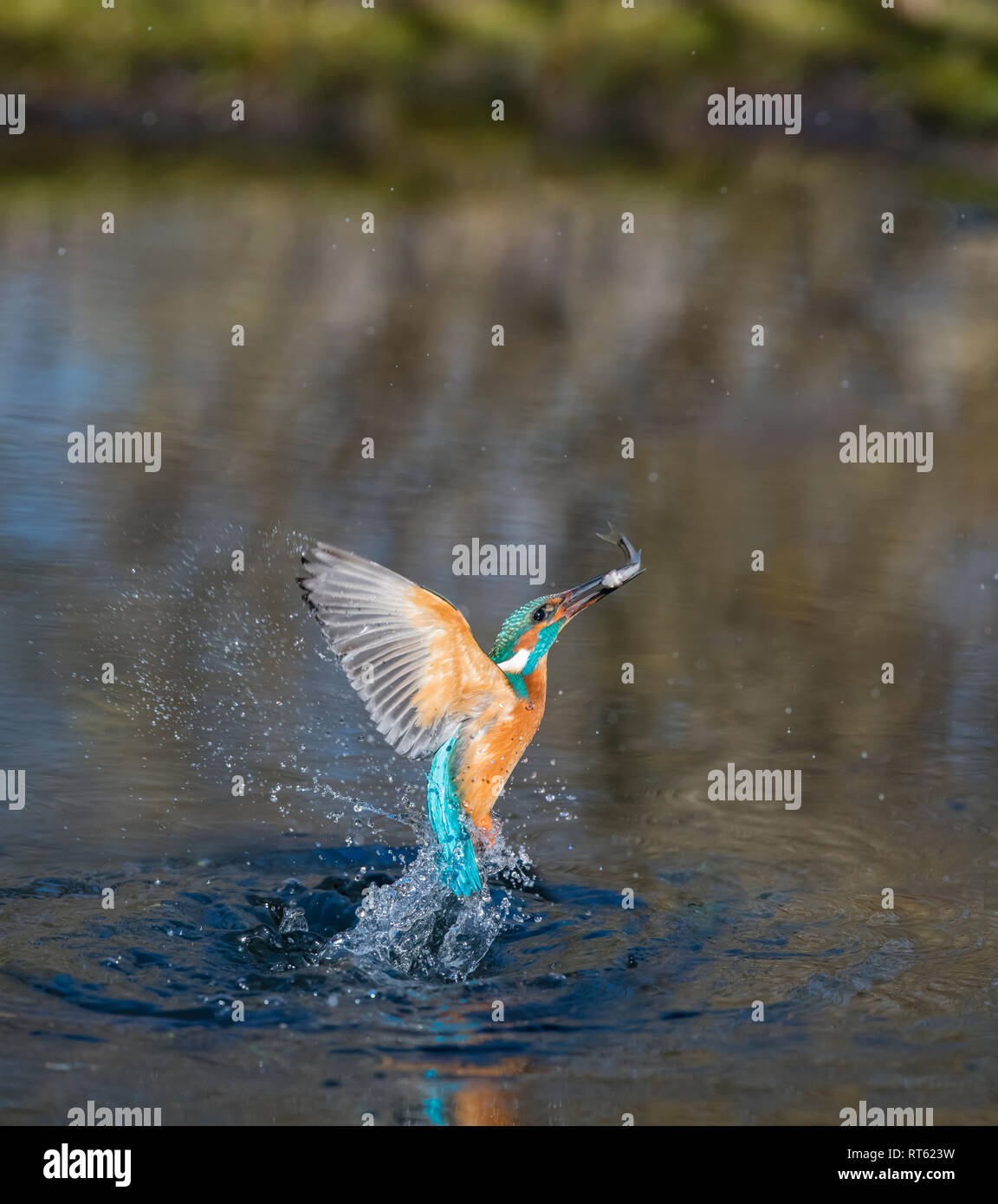 Eisvogel, Alcedo atthis, martín pescador común europeo Foto de stock