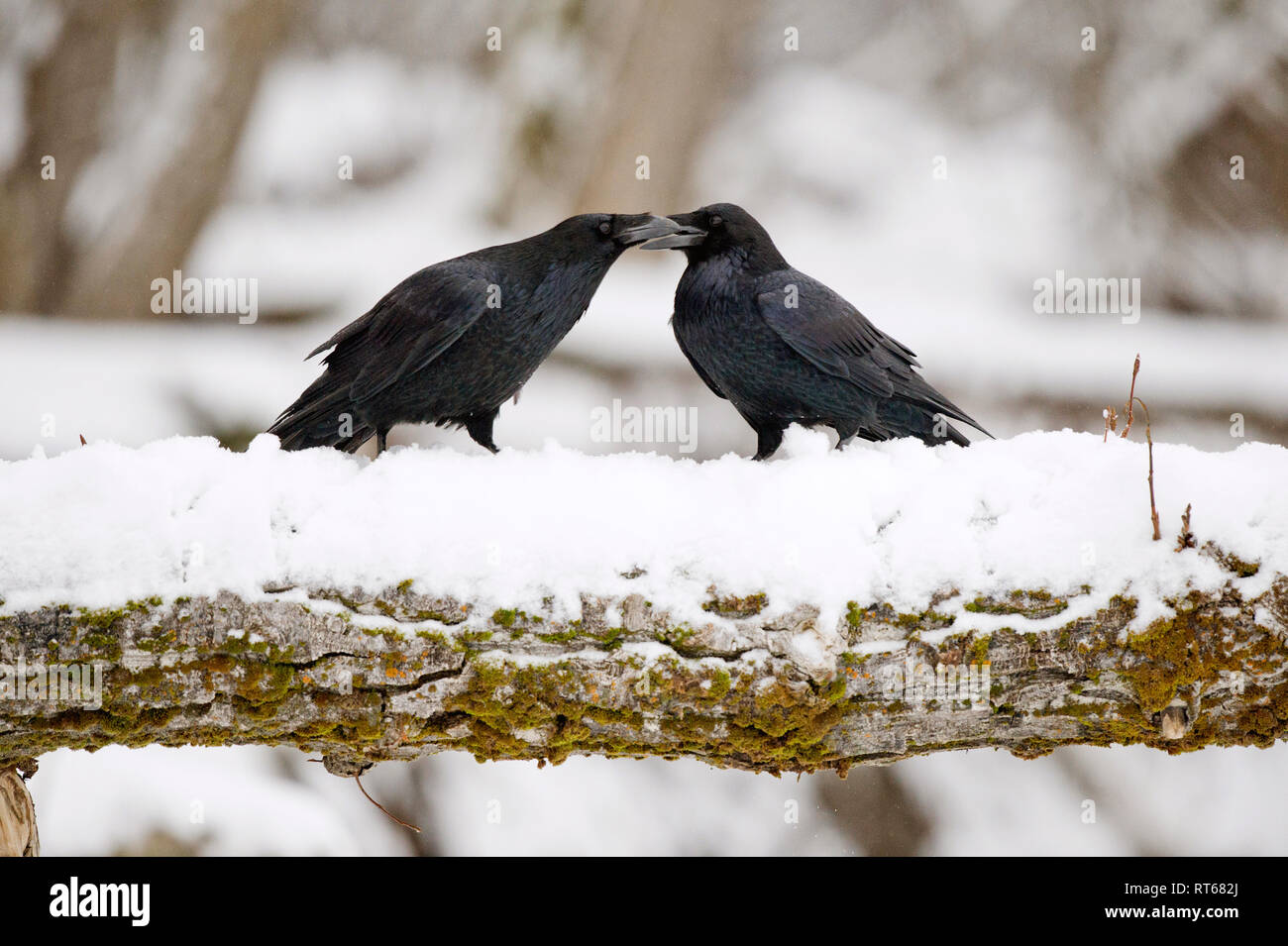 Cuervos comunes (Corvus corax) "besos", como parte de los rituales de cortejo Foto de stock