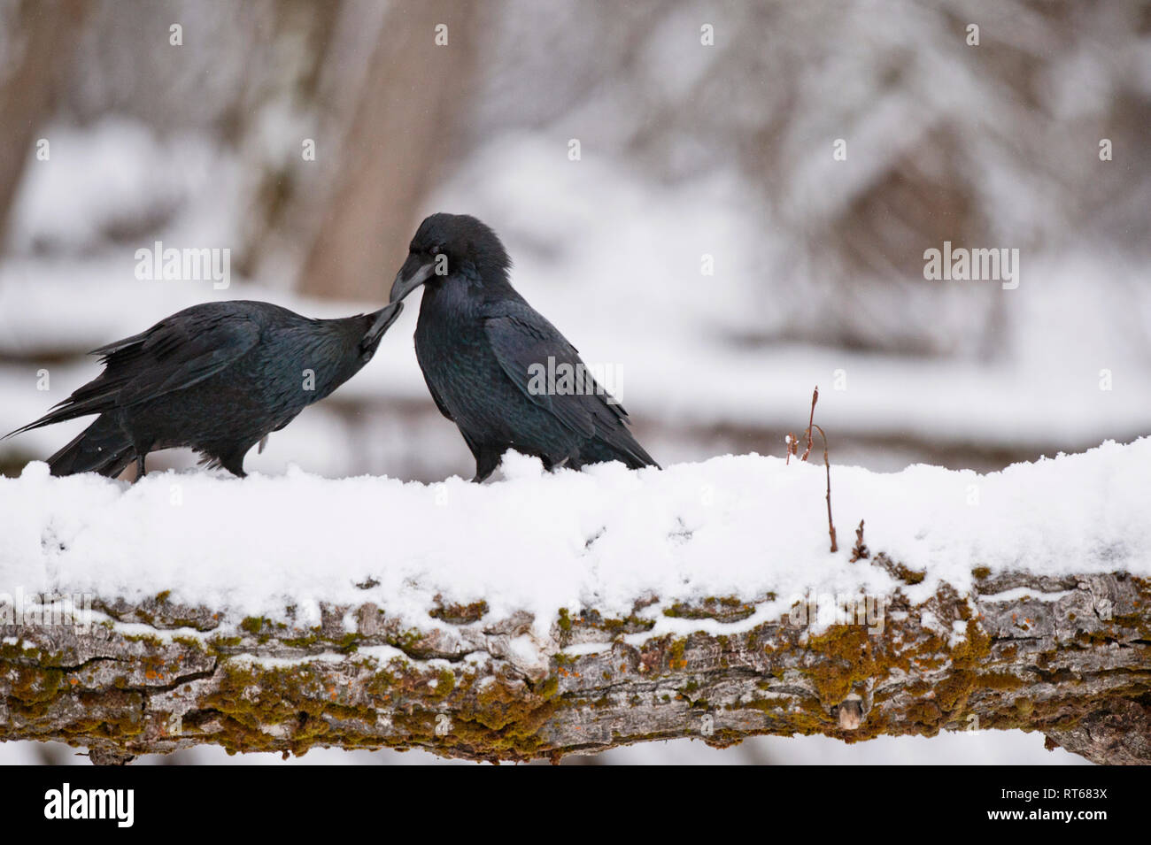 Cuervos comunes (Corvus corax) "besos", como parte de los rituales de cortejo Foto de stock