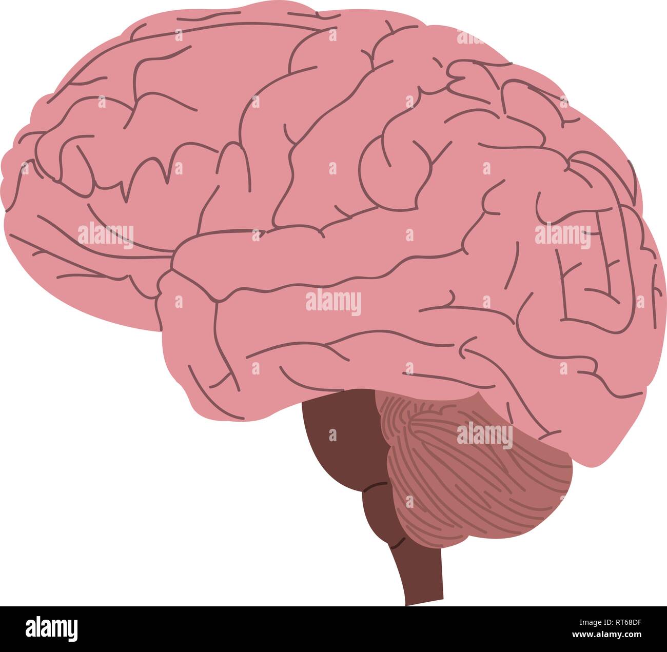 Cerebro Humano aislado Ilustración del Vector