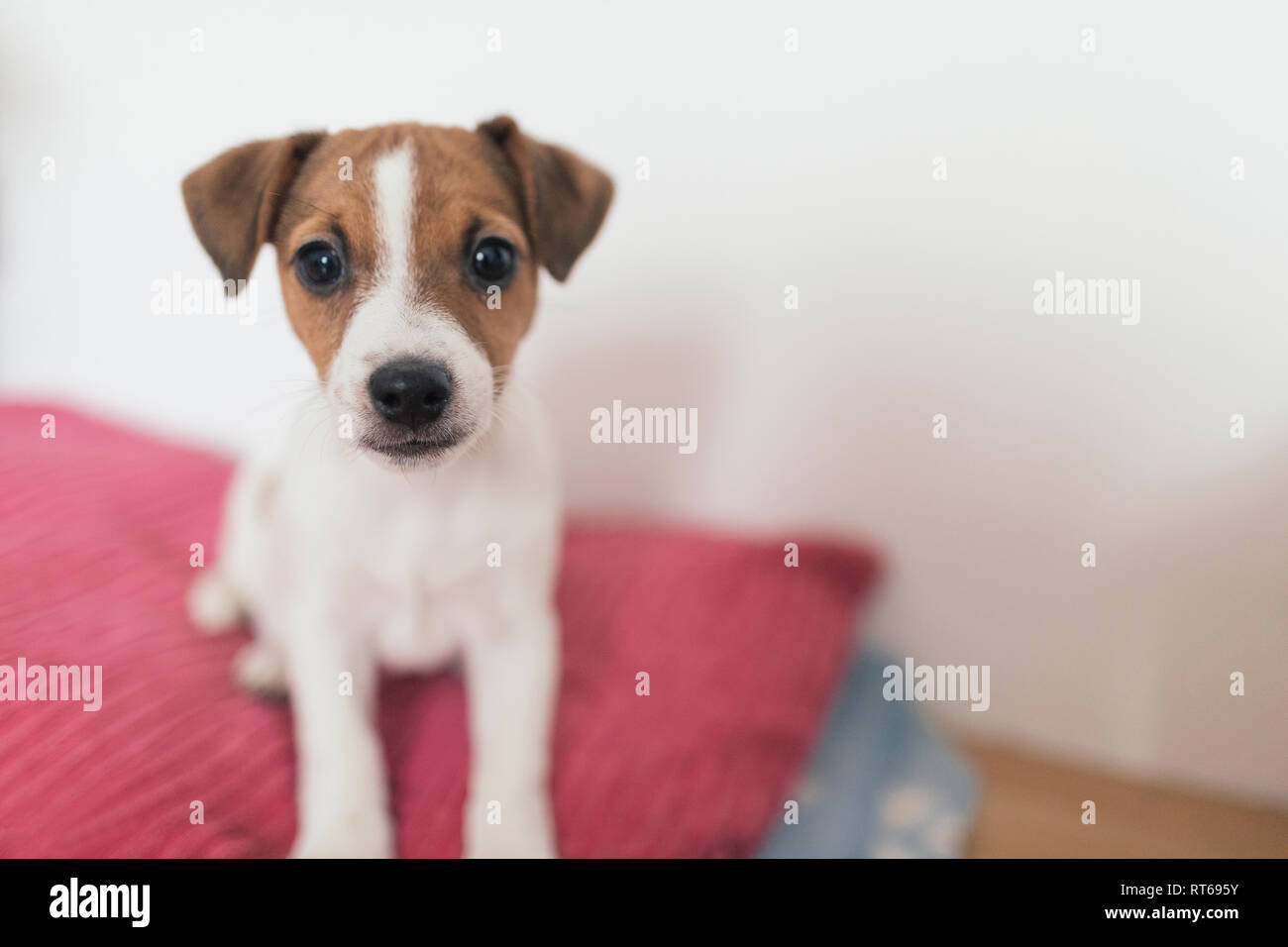 Jack Russell Terrier, hembra Foto de stock