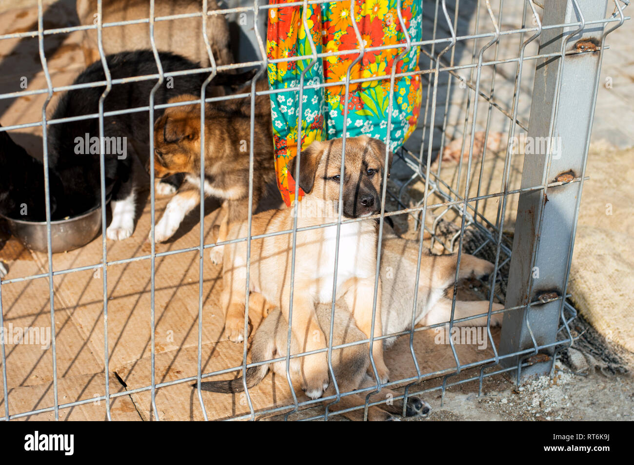 La vida de los cachorros en el refugio de animales, refugio de animales,  perro de rescate, trabajo voluntario Fotografía de stock - Alamy