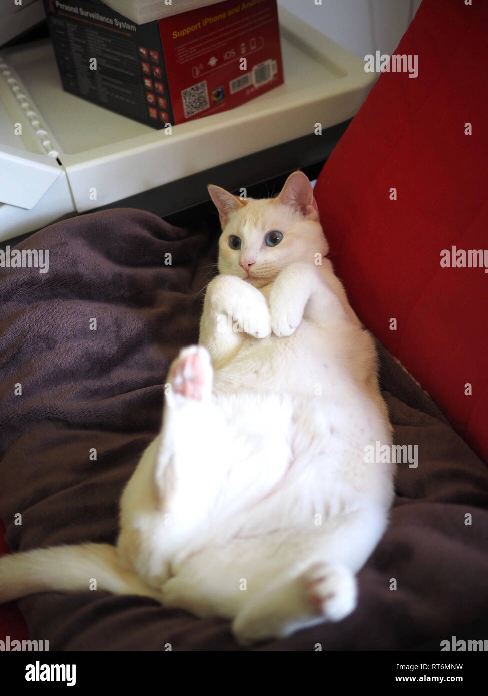 Mitzie el flamepoint Siamese gato Foto de stock