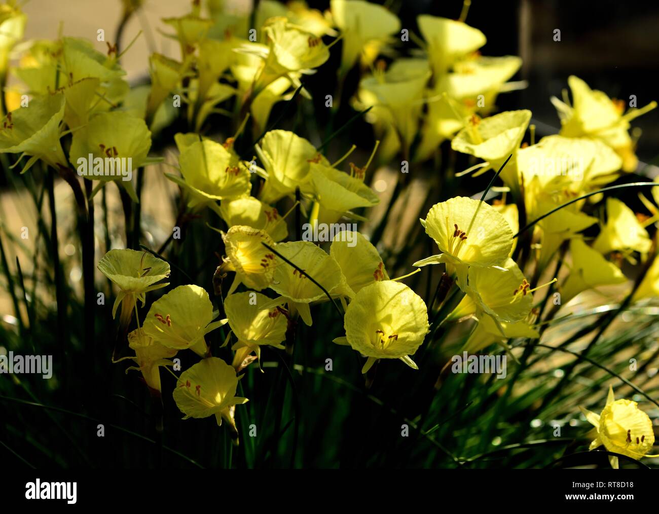 Un primer plano de Narcissus romieuxii en flor Foto de stock