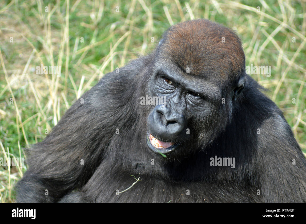 Joven gorila de las tierras bajas occidentales Foto de stock