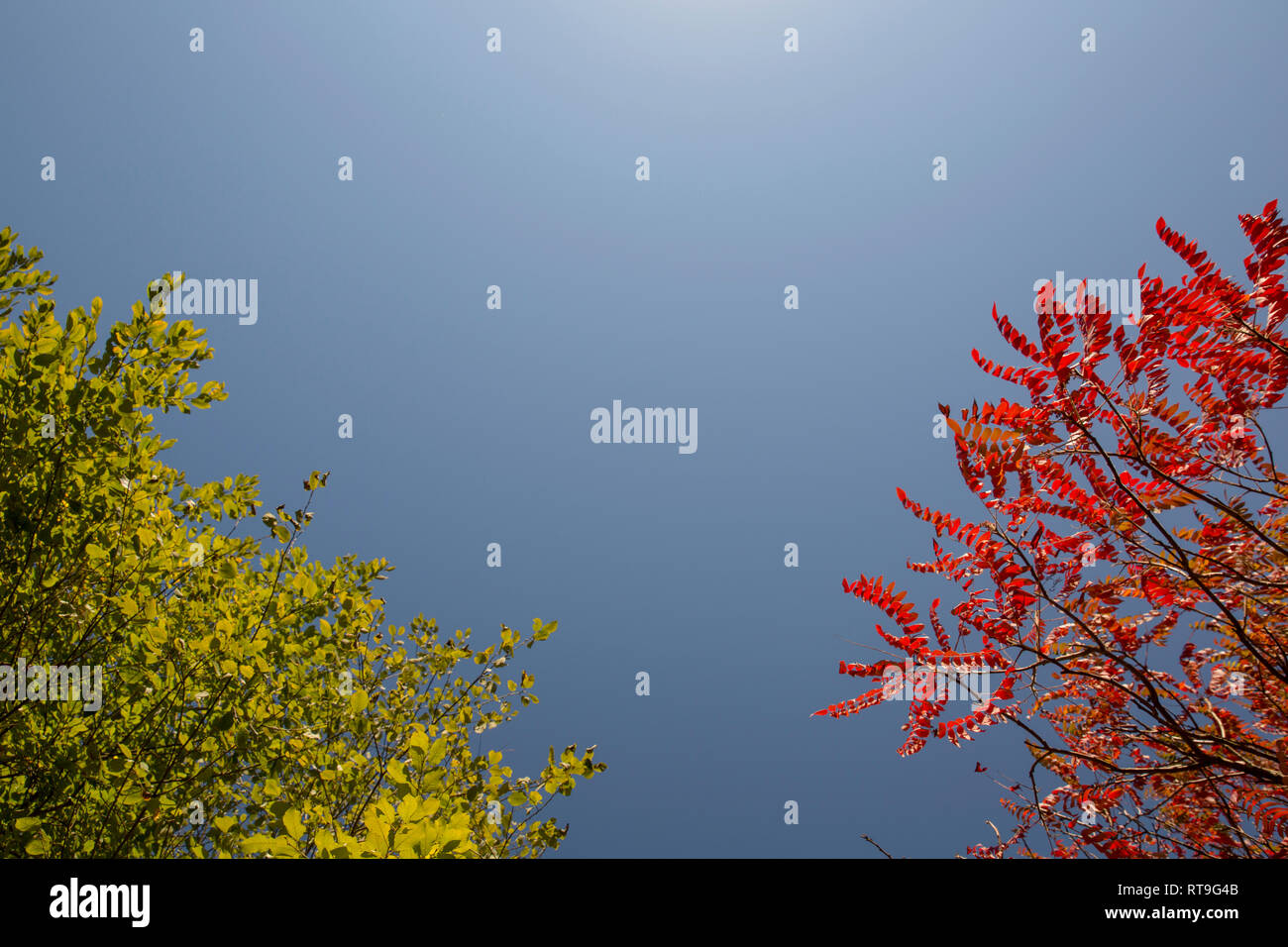 Árbol con verano verde follaje y árboles con follaje de otoño rojo contra el cielo azul Foto de stock