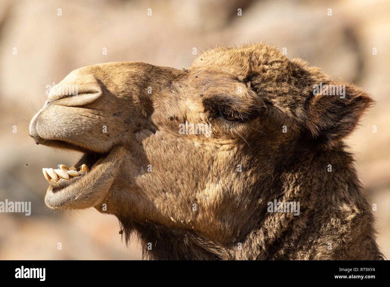 Camello cerca del Oasis Park, Fuerteventura. Foto de stock
