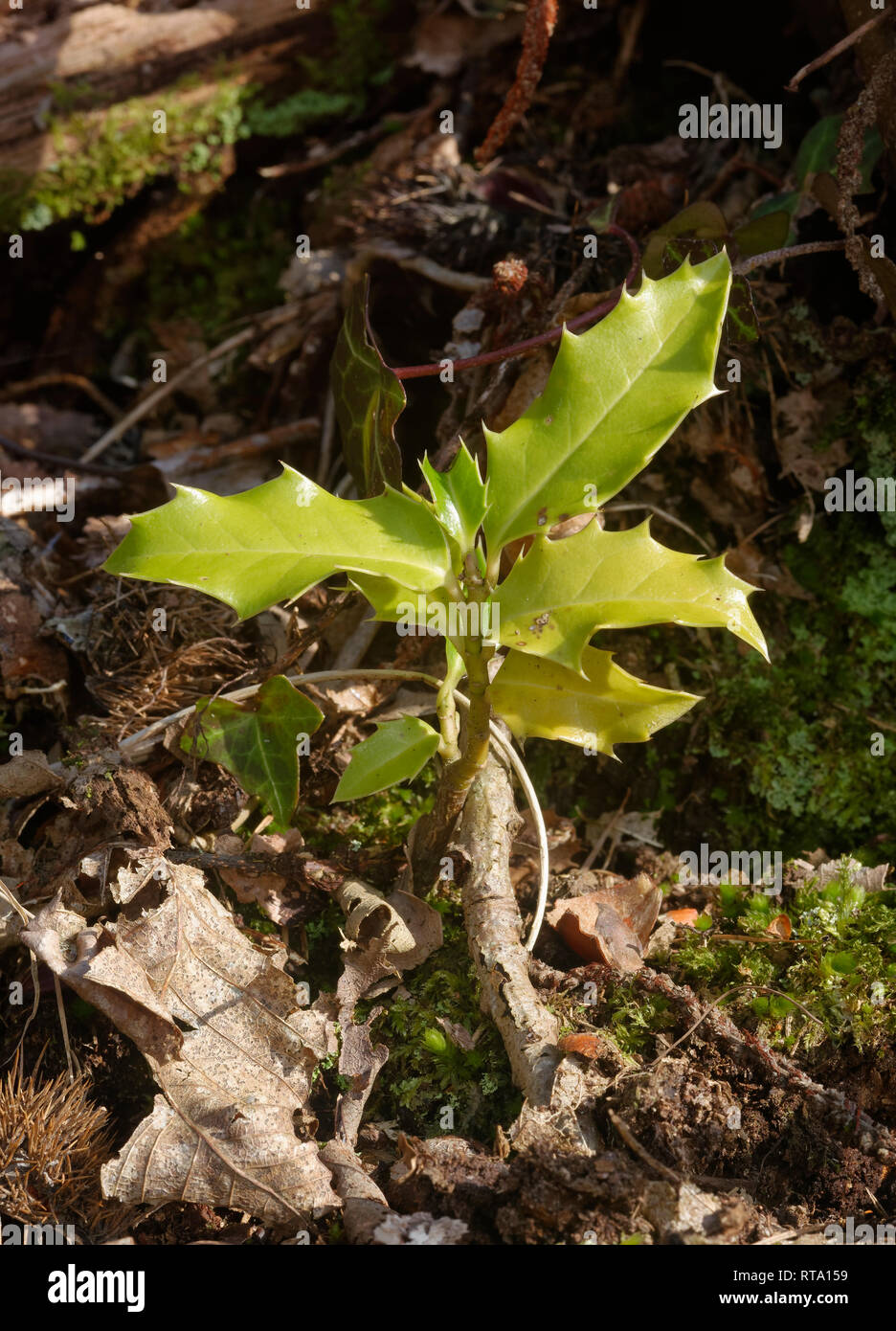 Común o europea de acebo - Ilex aquifolium nueva plántula Foto de stock