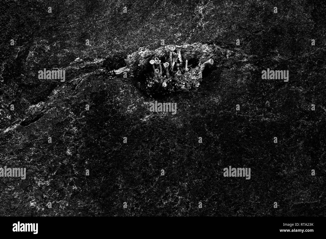 Crecimiento de plantas a través de la grieta en la gran roca Foto de stock