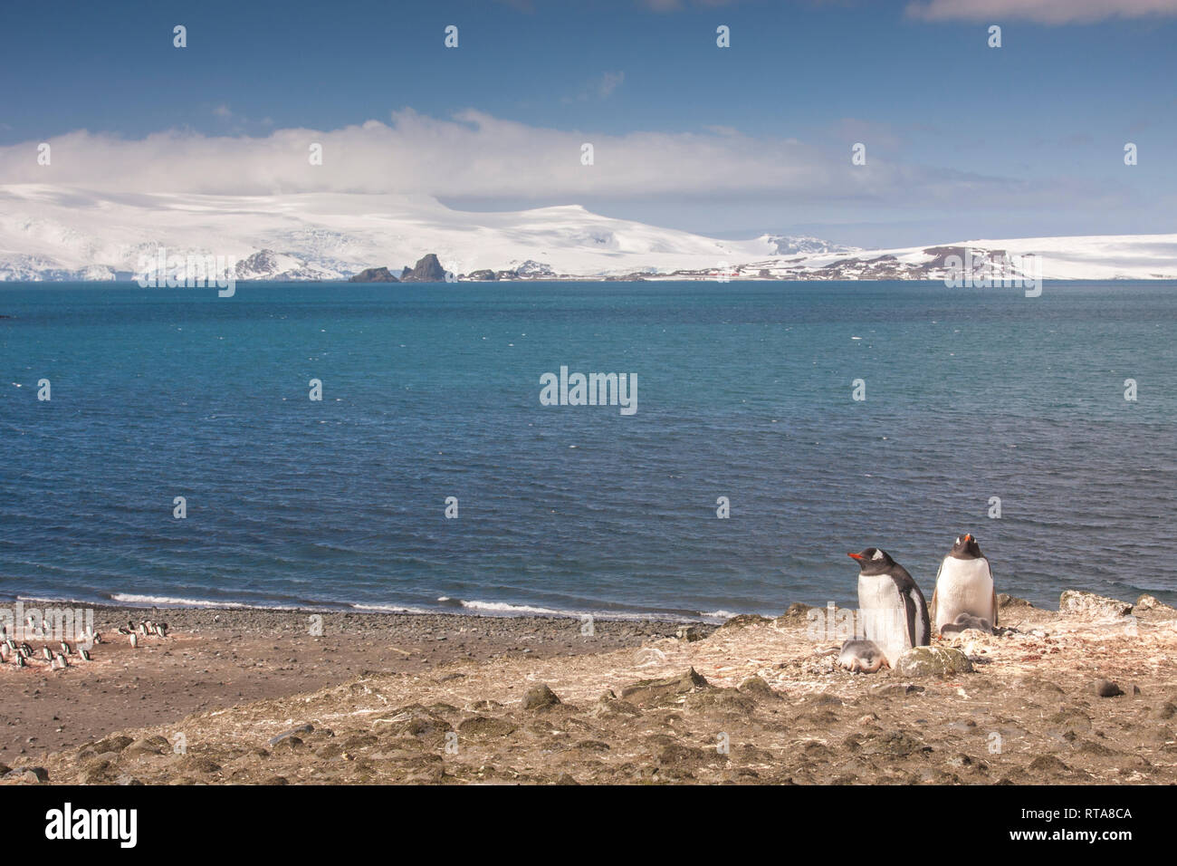Nidificación de pingüinos gentoo en la Antártica Foto de stock