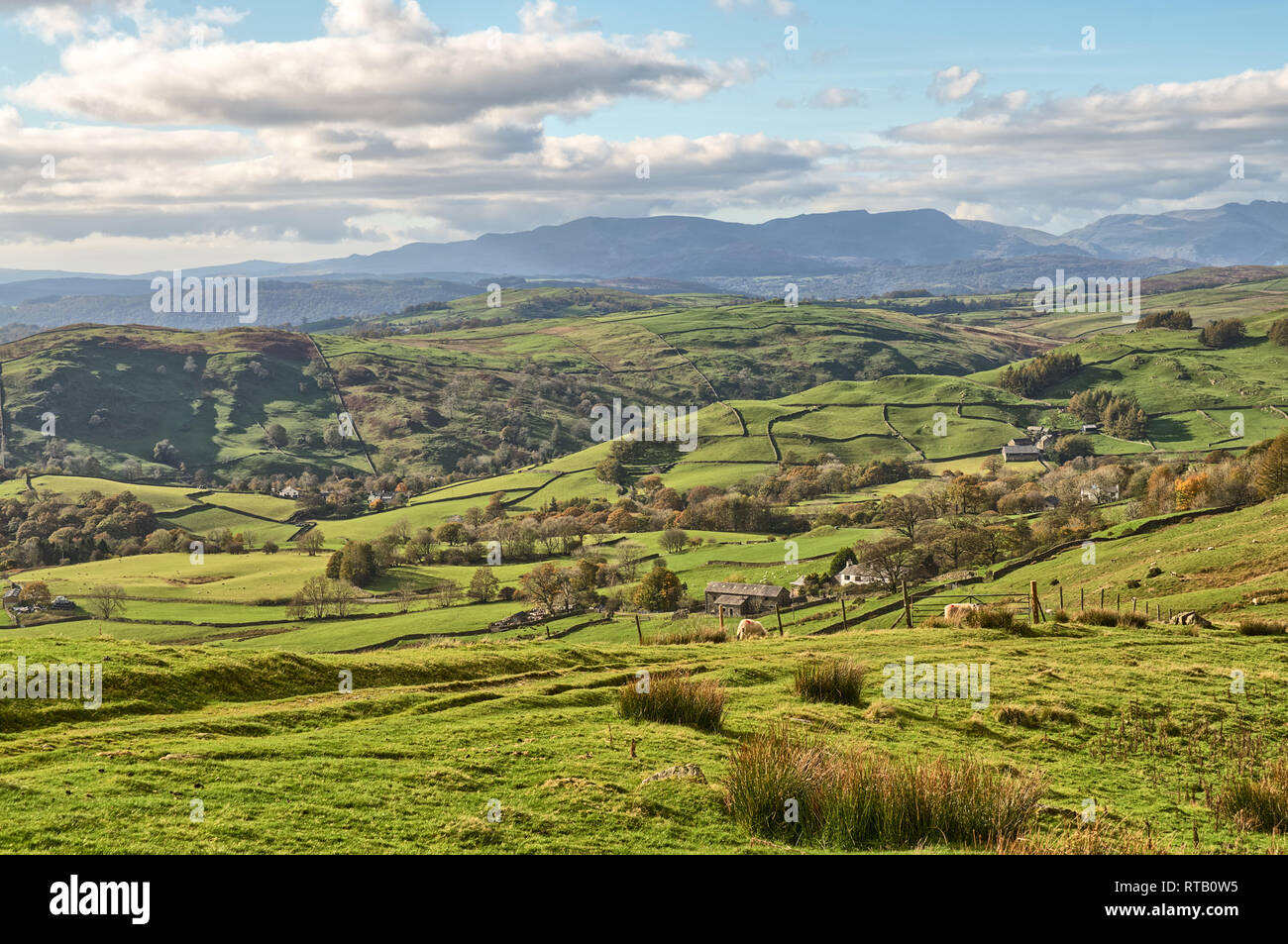 Una escena rural inglés con el pastoreo de ovejas y a la campiña en un día soleado. Foto de stock