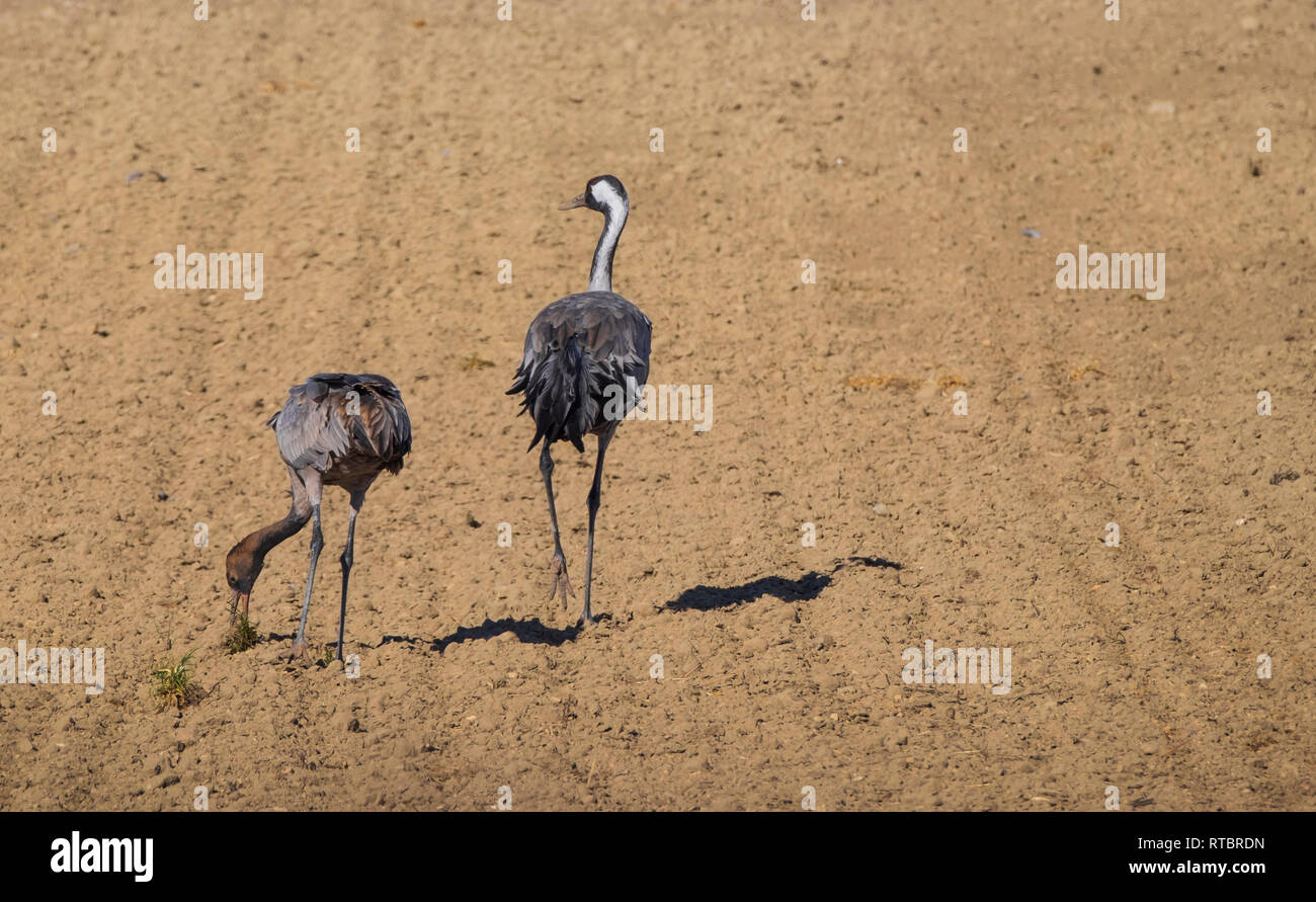 Grúas comunes. Gran migración a finales de invierno. Gallocanta, España Foto de stock