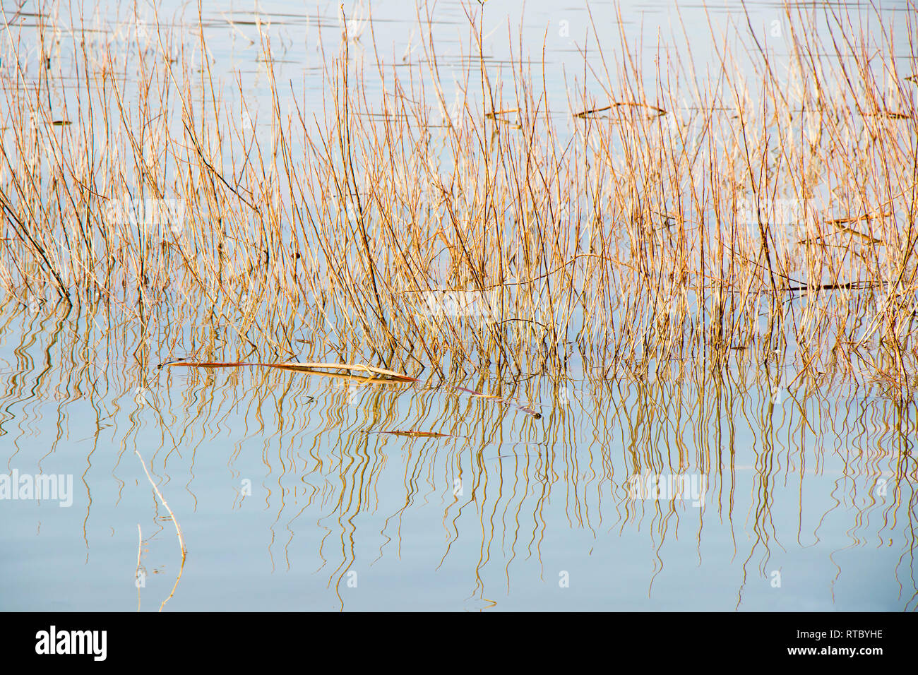 Hierba seca en el río, detalle de reed en el estanque Foto de stock