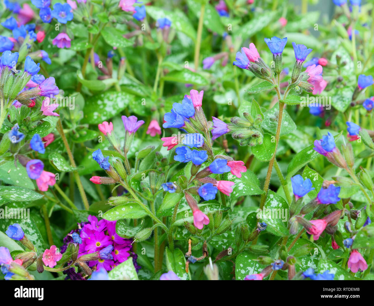 Rosa y azul de las flores de la primavera la floración Pulmonaria majestad  con plata dando color verde y tierra cubierta en el jardín temprano en la  temporada Fotografía de stock -