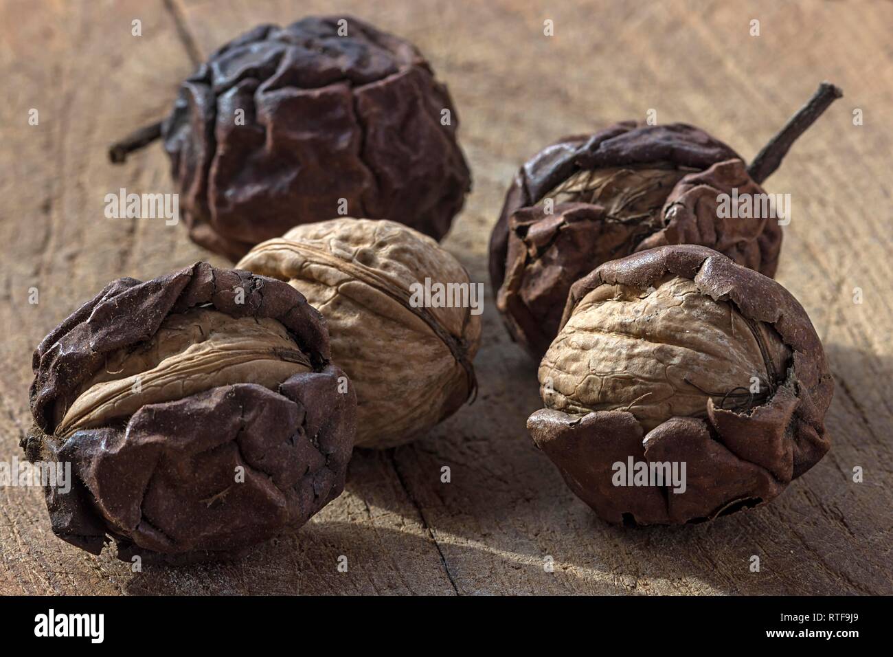 Las nueces maduras (Juglans regia) en cáscara seca, Alemania Foto de stock