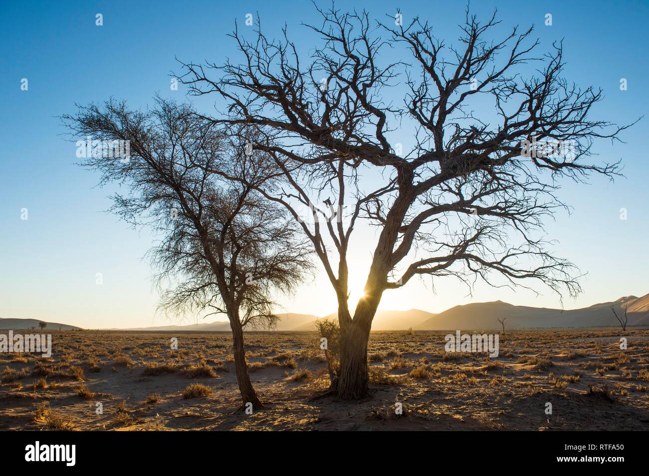 Árbol Camelthorn (Acacia erioloba) en el Parque Nacional Namib-Naukluft, retroiluminación, Namibia Foto de stock
