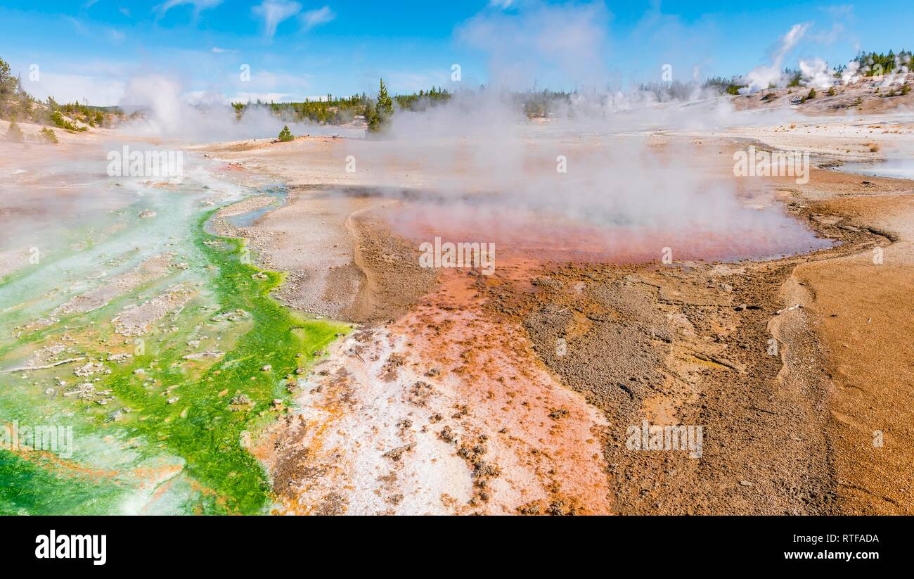 El géiser de vapor, aguas termales, coloridos yacimientos minerales en porcelana, Noris Géiser Cuenca Cuenca, Parque Nacional de Yellowstone. Foto de stock