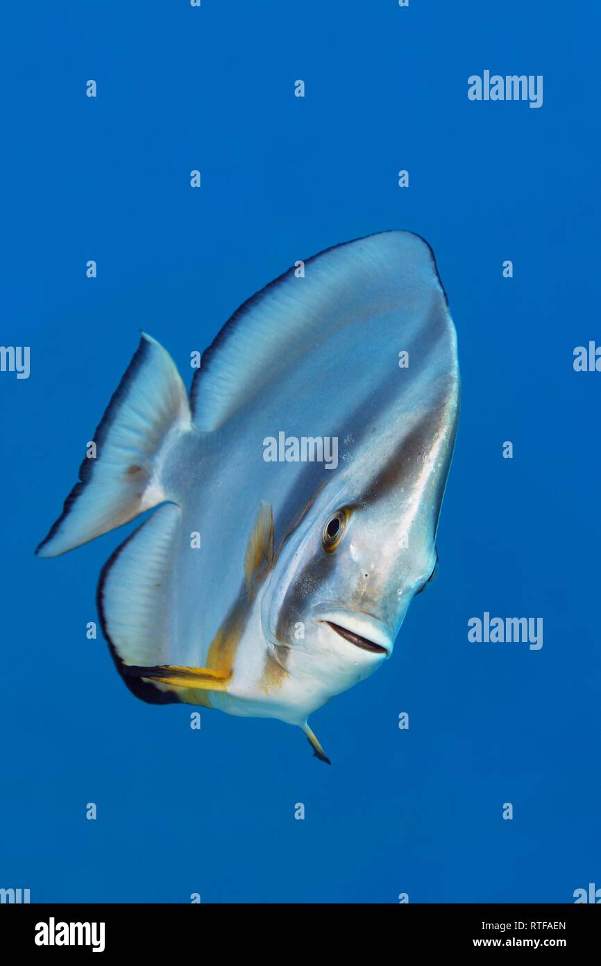 Longfin Batfish (Platax teira) Mar Rojo, Egipto Foto de stock