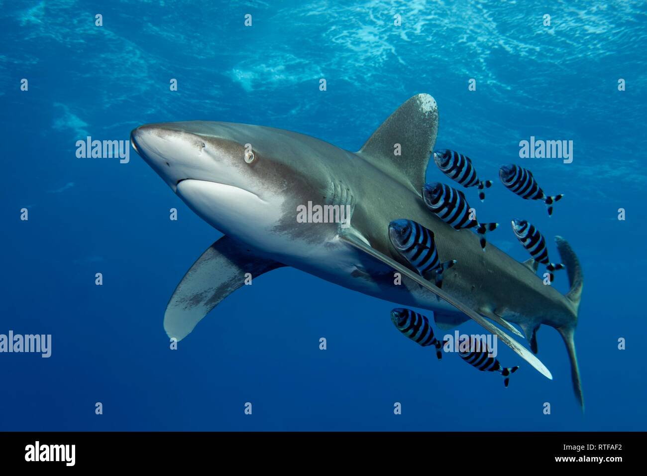 Tiburón tigre de arena (Carcharias taurus) con pez piloto (Naucrates ductor) nadando bajo la superficie del mar en el mar abierto, Mar Rojo, Egipto Foto de stock