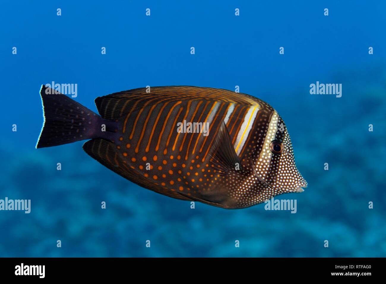 Los Tang sailfin Desjardin (Zebrasoma desjardinii) nada sobre el arrecife de coral, Mar Rojo, Egipto Foto de stock