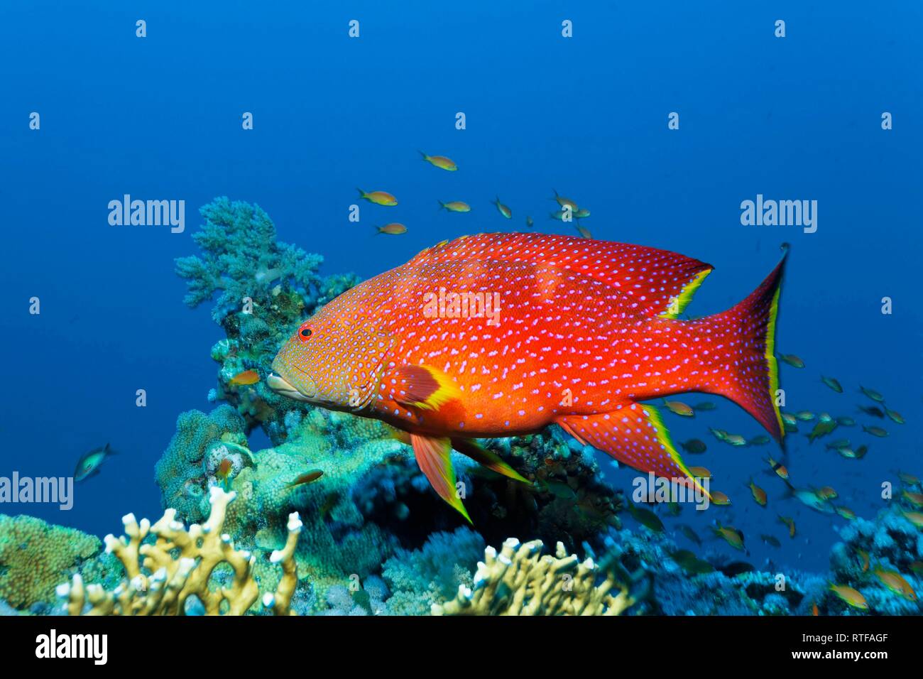 Filo lyretail amarillo (Variola louti) flota sobre el arrecife de coral, Mar Rojo, Egipto Foto de stock