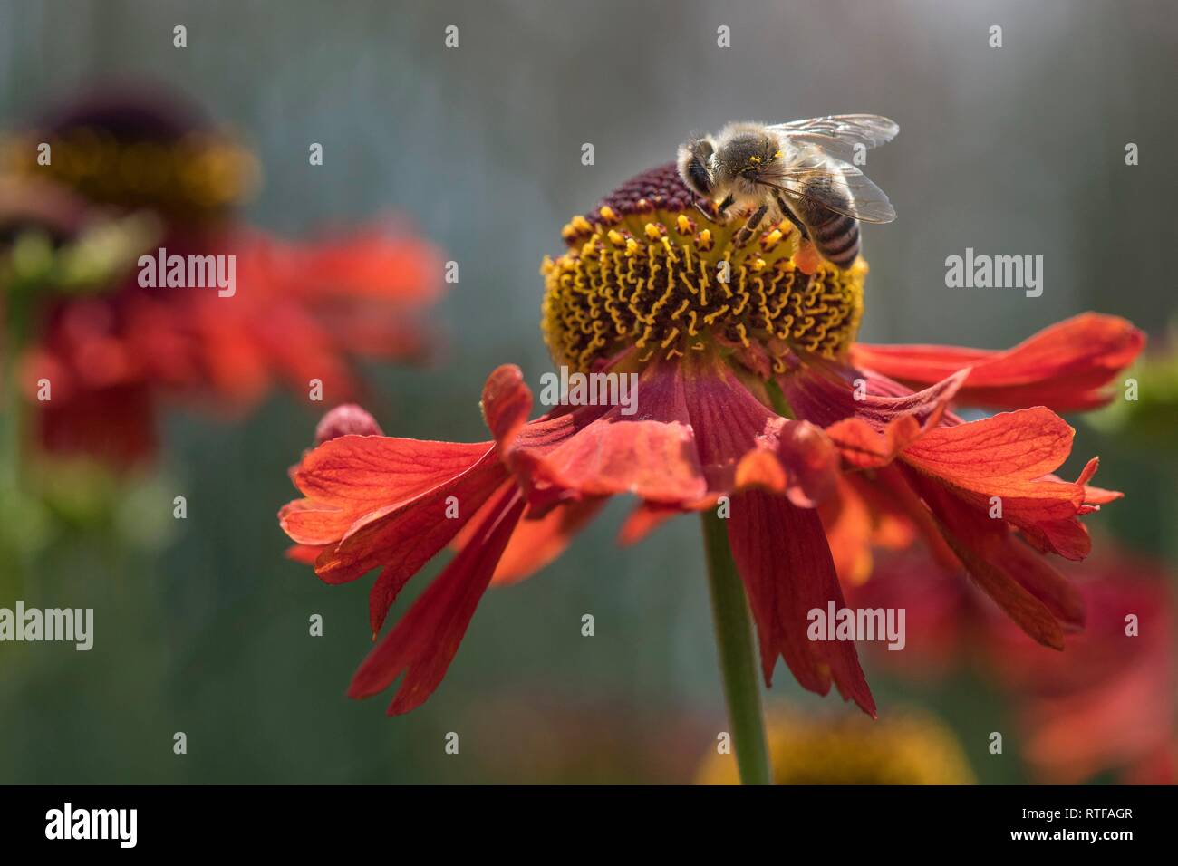 Las abejas (Apis mellifera) en búsqueda de néctar, Baden-Württemberg, Alemania Foto de stock