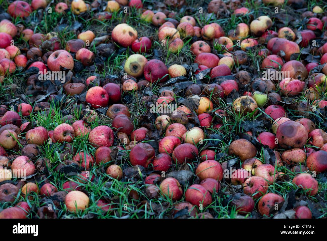 Caída de fruta en el césped, Baden-Württemberg, Alemania Foto de stock