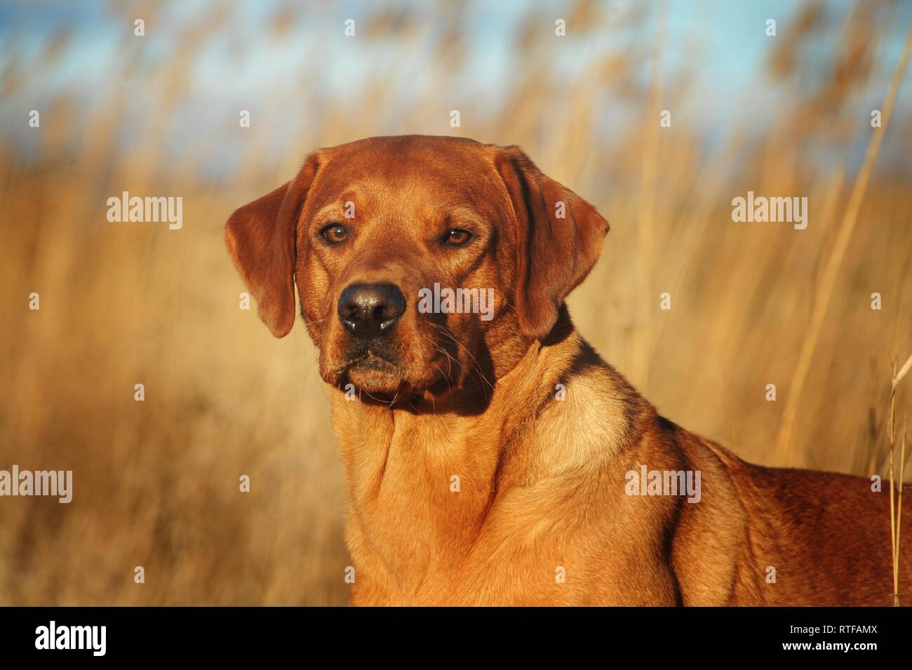 Labrador Retriever, amarillo, macho, animal retrato, Austria Foto de stock