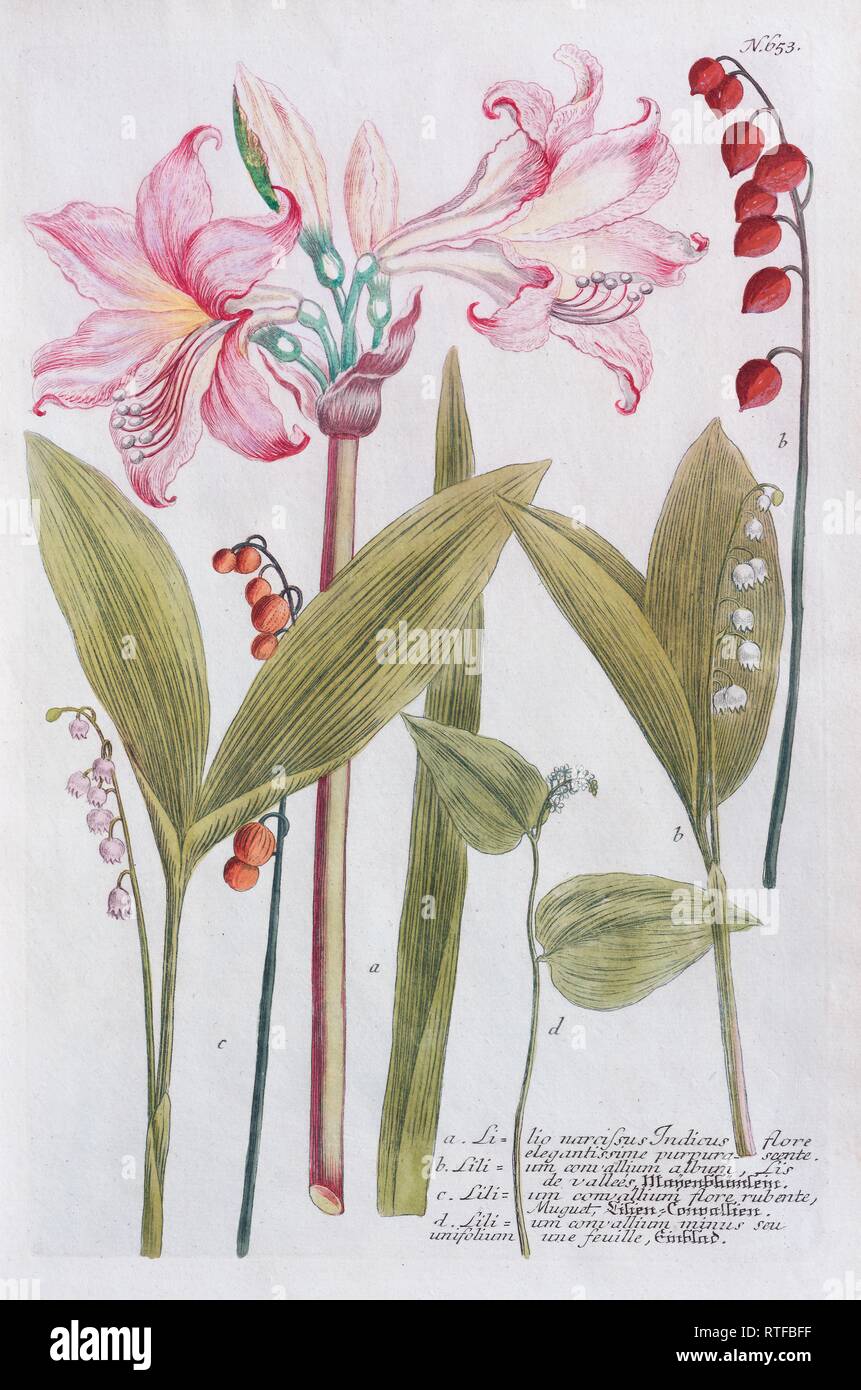 Belladona-lily (Amaryllis belladonna) o color , grabado en cobre de Phytanthoza Iconographia por Johann Wilhelm Weinmann Foto de stock