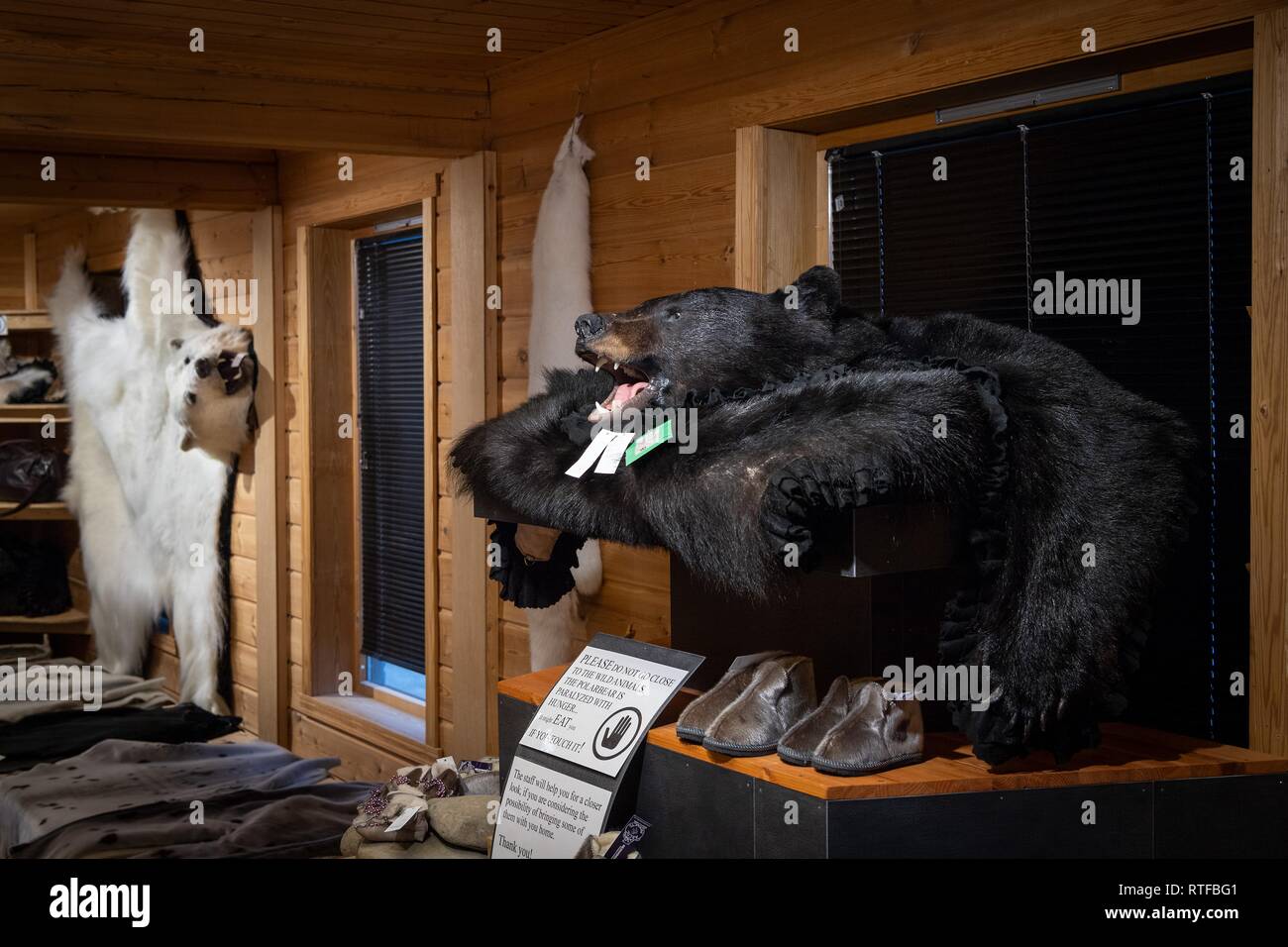 Oso Polar y pieles de oso negro, tienda, Longyearbyen Spitsbergen, Svalbard, Noruega Foto de stock