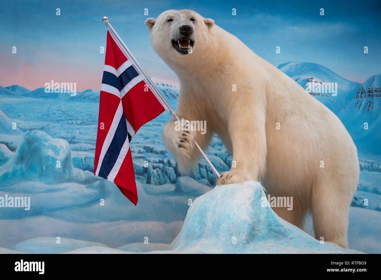 Rellena el oso polar (Ursus maritimus) con bandera noruega, supermercado, Longyearbyen Spitsbergen, Svalbard, Noruega Foto de stock