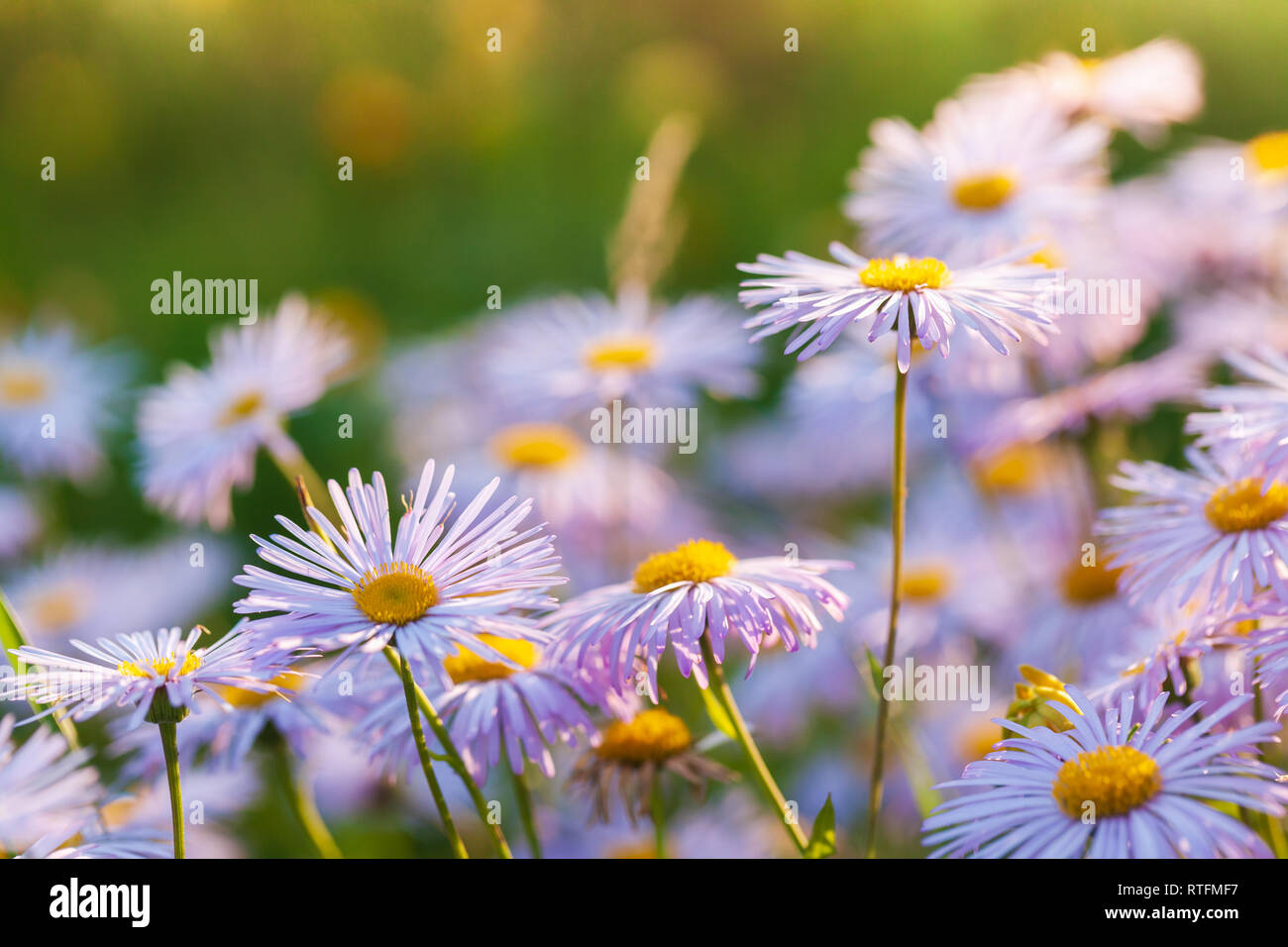 Brillantes flores en el jardín. Aster alpinus o aster alpino es una planta ornamental nativa de las montañas de Europa Foto de stock
