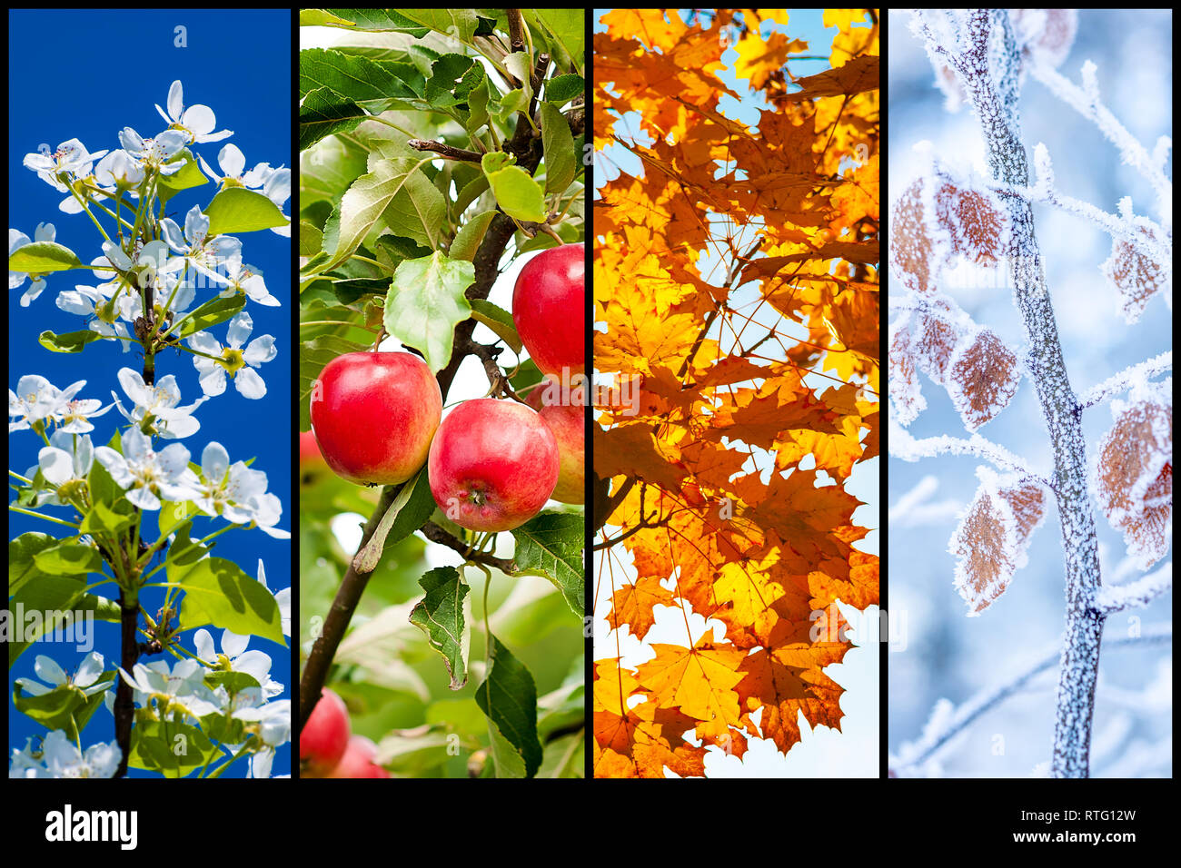 Collage de cuatro imágenes que representan cada Estación: primavera, verano, otoño e invierno. Foto de stock