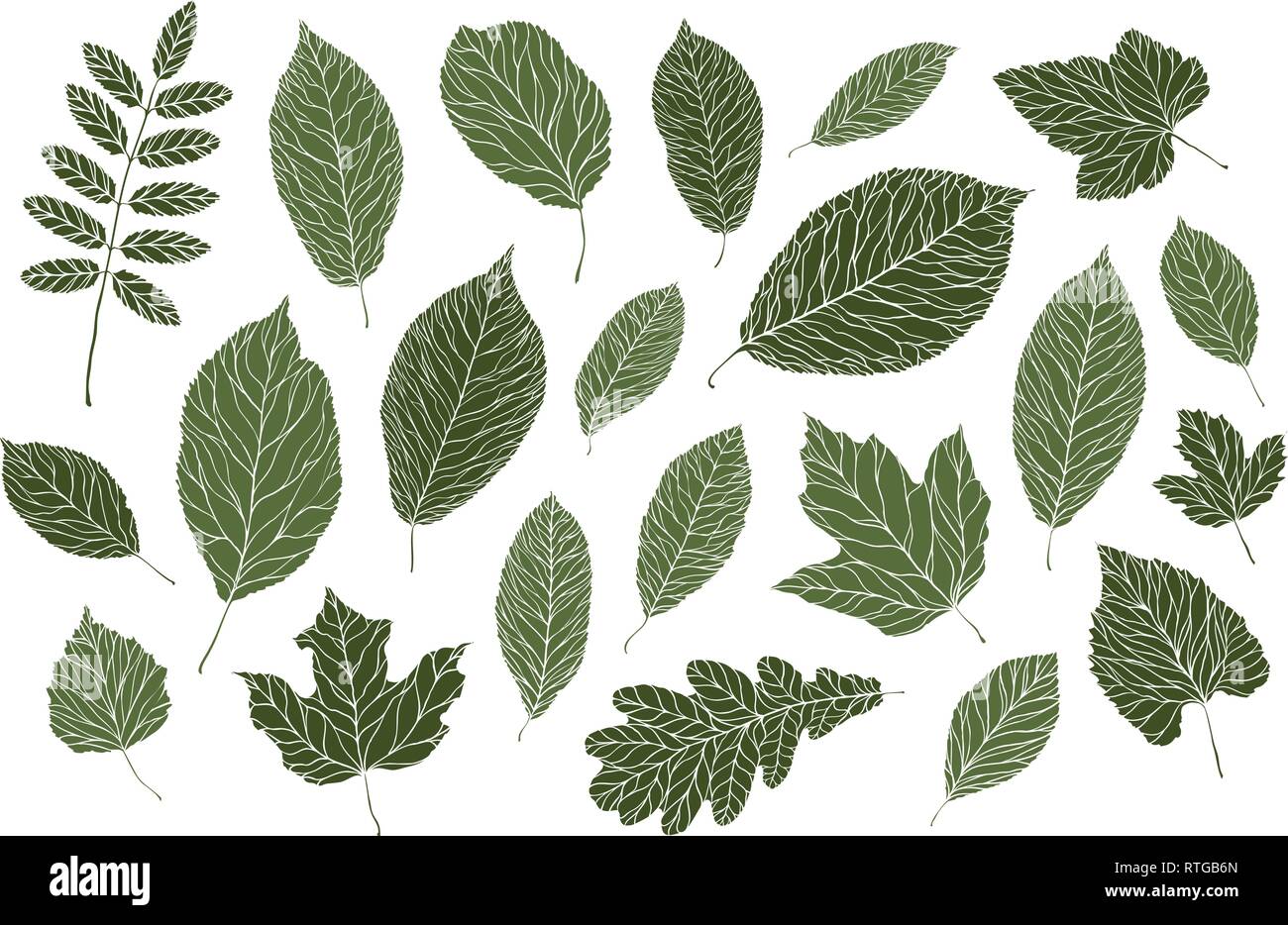 Conjunto de hojas decorativas. Naturaleza, concepto de verano. Ilustración vectorial Ilustración del Vector