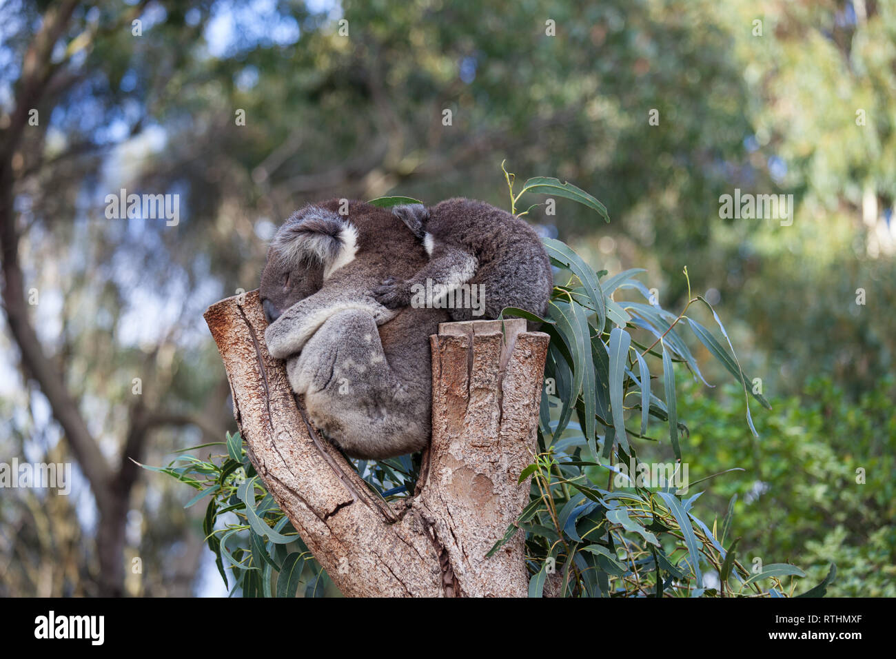 Linda Pareja Abrazada De Australian Koala Bears La Madre Y Su Bebe Durmiendo En Un Arbol De Eucalipto Fotografia De Stock Alamy Linda Pareja Abrazada De Australian Koala Bears La Madre Y Su Bebe Durmiendo En Un Arbol De Eucalipto Fotografia De Stock Alamy