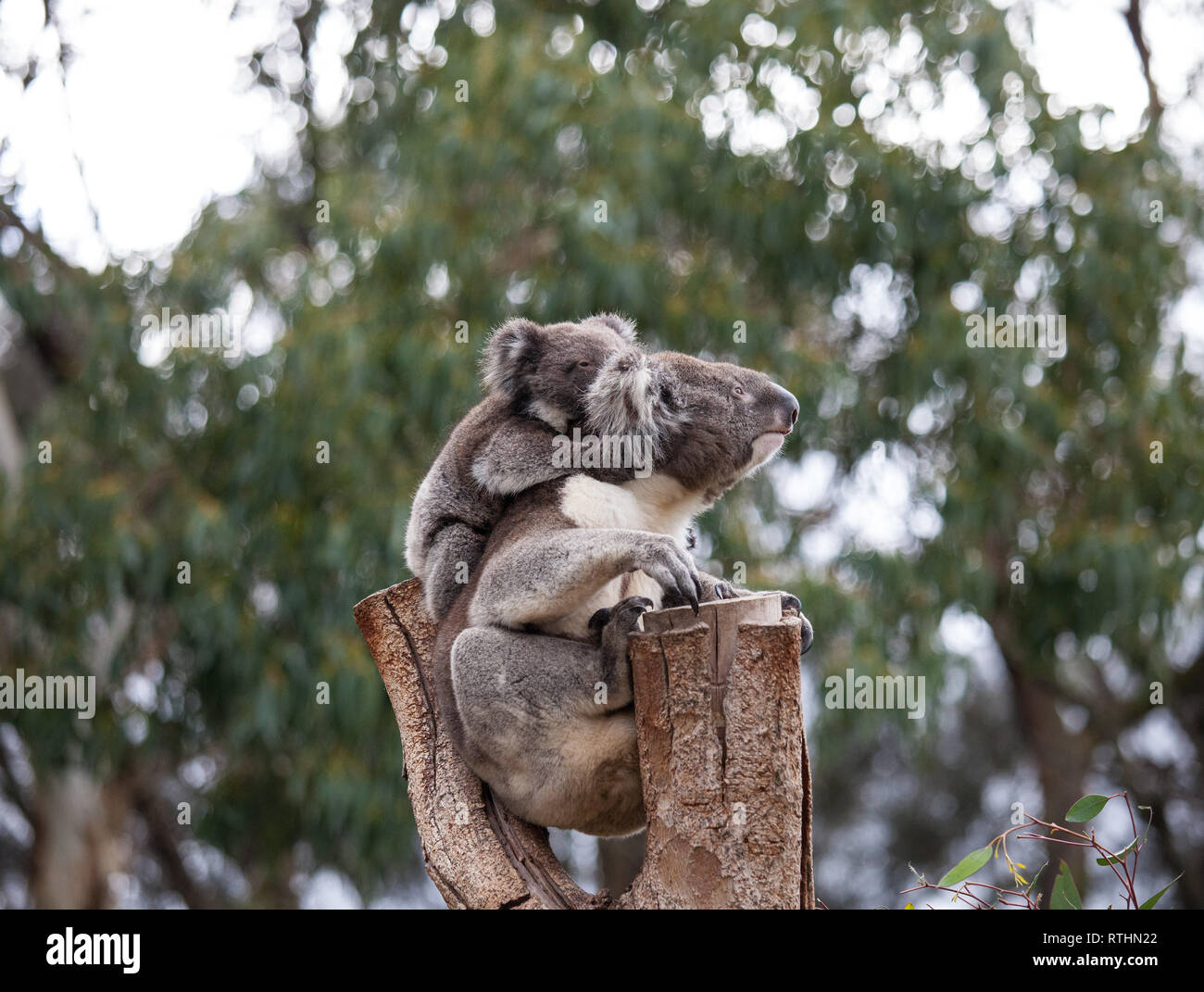 Linda Pareja Abrazada De Australian Koala Bears La Madre Y Su Bebe Durmiendo En Un Arbol De Eucalipto Fotografia De Stock Alamy Linda Pareja Abrazada De Australian Koala Bears La Madre Y Su Bebe Durmiendo En Un Arbol De Eucalipto Fotografia De Stock Alamy