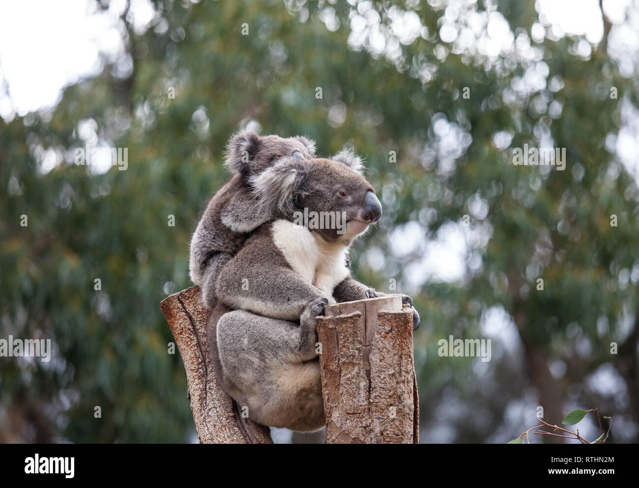 Linda Pareja Abrazada De Australian Koala Bears La Madre Y Su Bebe Durmiendo En Un Arbol De Eucalipto Fotografia De Stock Alamy Linda Pareja Abrazada De Australian Koala Bears La Madre Y Su Bebe Durmiendo En Un Arbol De Eucalipto Fotografia De Stock Alamy