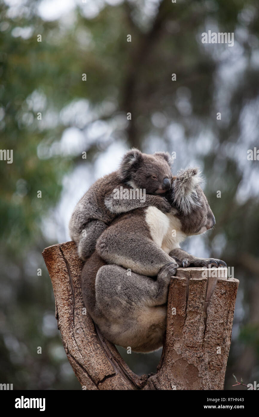 Linda Pareja Abrazada De Australian Koala Bears La Madre Y Su Bebe Durmiendo En Un Arbol De Eucalipto Fotografia De Stock Alamy Linda Pareja Abrazada De Australian Koala Bears La Madre Y Su Bebe Durmiendo En Un Arbol De Eucalipto Fotografia De Stock Alamy