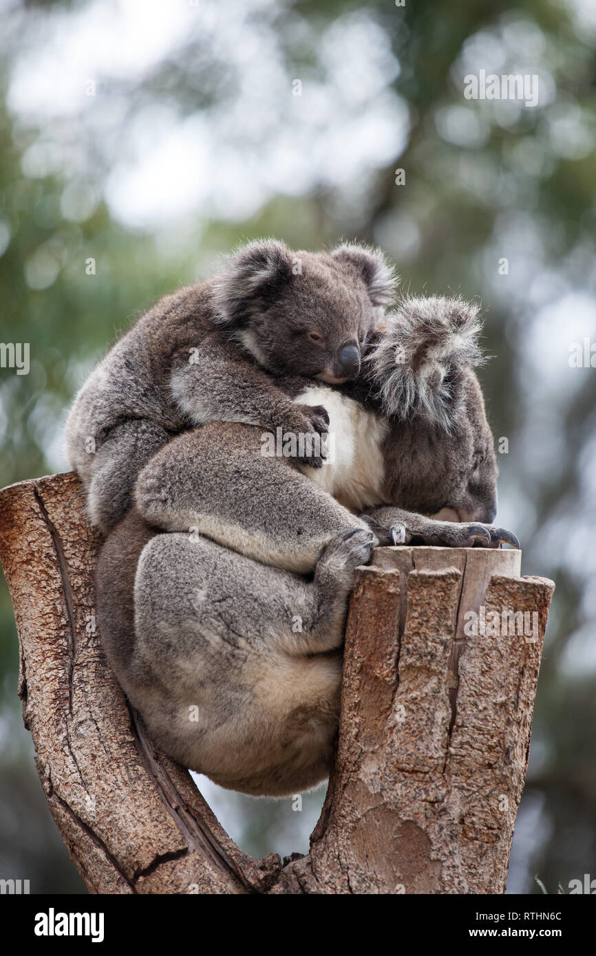 Linda Pareja Abrazada De Australian Koala Bears La Madre Y Su Bebe Durmiendo En Un Arbol De Eucalipto Fotografia De Stock Alamy Linda Pareja Abrazada De Australian Koala Bears La Madre Y Su Bebe Durmiendo En Un Arbol De Eucalipto Fotografia De Stock Alamy