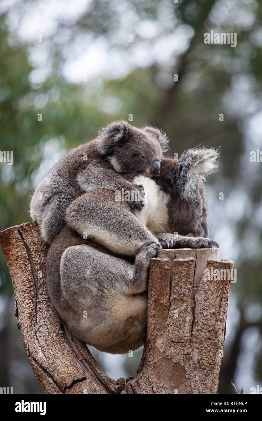 Linda Pareja Abrazada De Australian Koala Bears La Madre Y Su Bebe Durmiendo En Un Arbol De Eucalipto Fotografia De Stock Alamy Linda Pareja Abrazada De Australian Koala Bears La Madre Y Su Bebe Durmiendo En Un Arbol De Eucalipto Fotografia De Stock Alamy