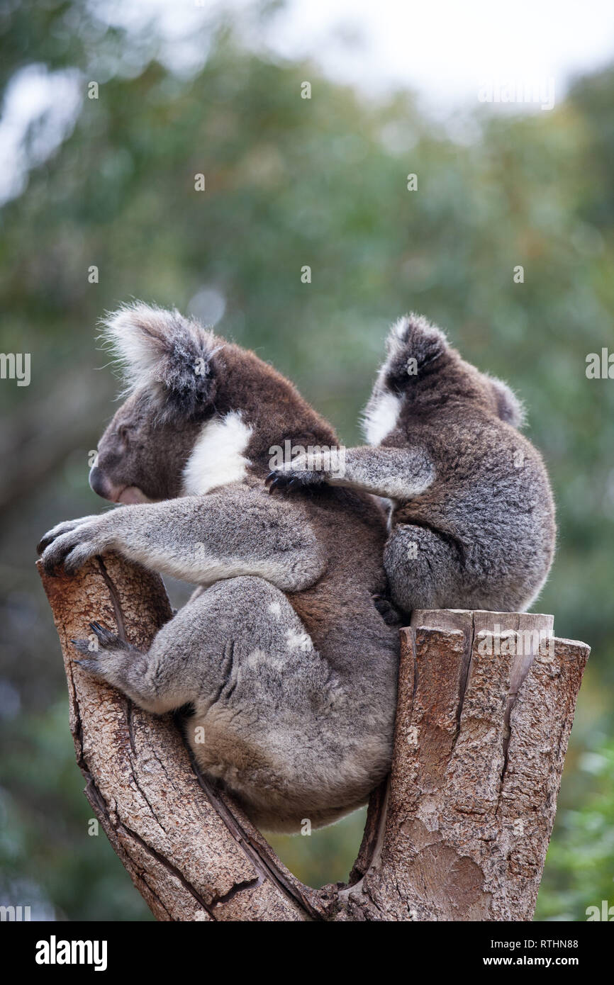 Linda Pareja Abrazada De Australian Koala Bears La Madre Y Su Bebe Durmiendo En Un Arbol De Eucalipto Fotografia De Stock Alamy Linda Pareja Abrazada De Australian Koala Bears La Madre Y Su Bebe Durmiendo En Un Arbol De Eucalipto Fotografia De Stock Alamy