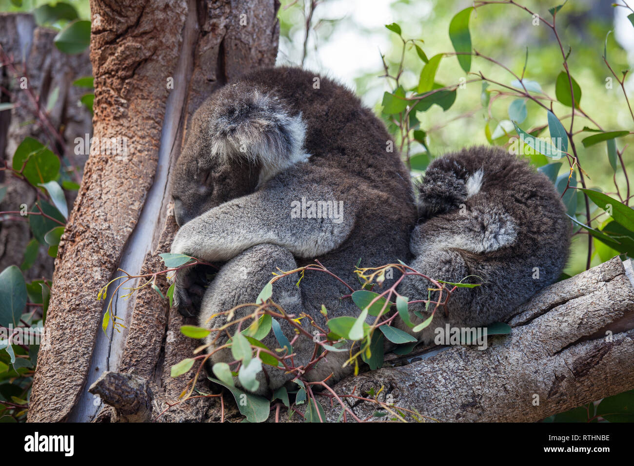 Linda Pareja Abrazada De Australian Koala Bears La Madre Y Su Bebe Durmiendo En Un Arbol De Eucalipto Fotografia De Stock Alamy Linda Pareja Abrazada De Australian Koala Bears La Madre Y Su Bebe Durmiendo En Un Arbol De Eucalipto Fotografia De Stock Alamy