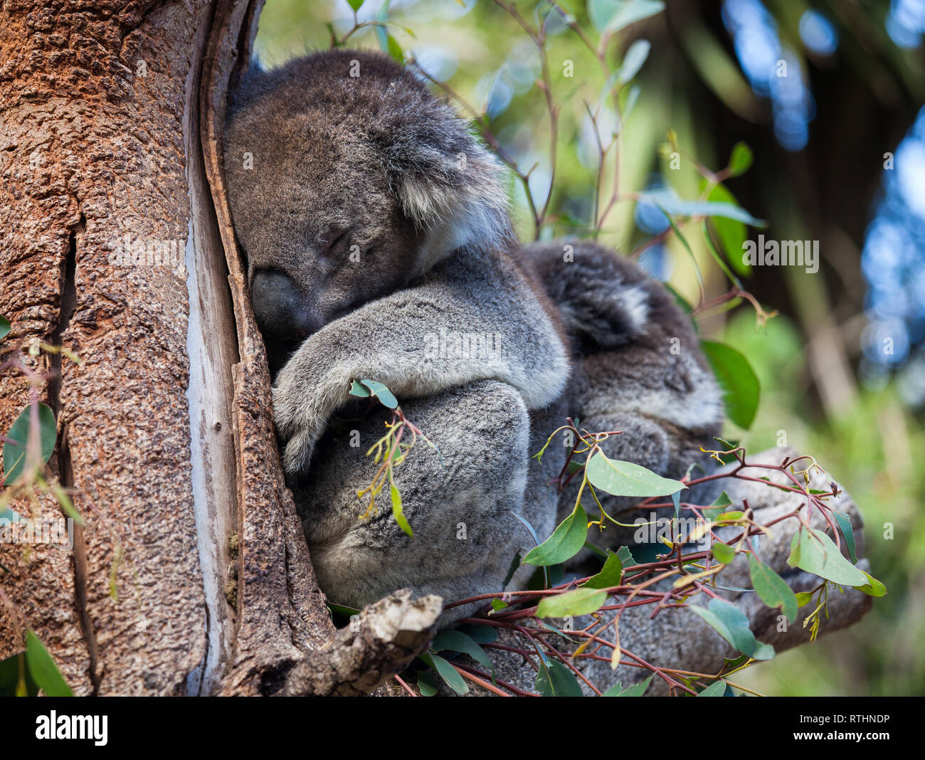 Linda Pareja Abrazada De Australian Koala Bears La Madre Y Su Bebe Durmiendo En Un Arbol De Eucalipto Fotografia De Stock Alamy