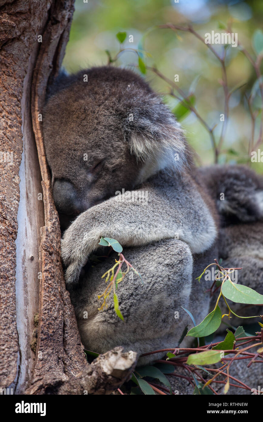 Linda Pareja Abrazada De Australian Koala Bears La Madre Y Su Bebe Durmiendo En Un Arbol De Eucalipto Fotografia De Stock Alamy Linda Pareja Abrazada De Australian Koala Bears La Madre Y Su Bebe Durmiendo En Un Arbol De Eucalipto Fotografia De Stock Alamy