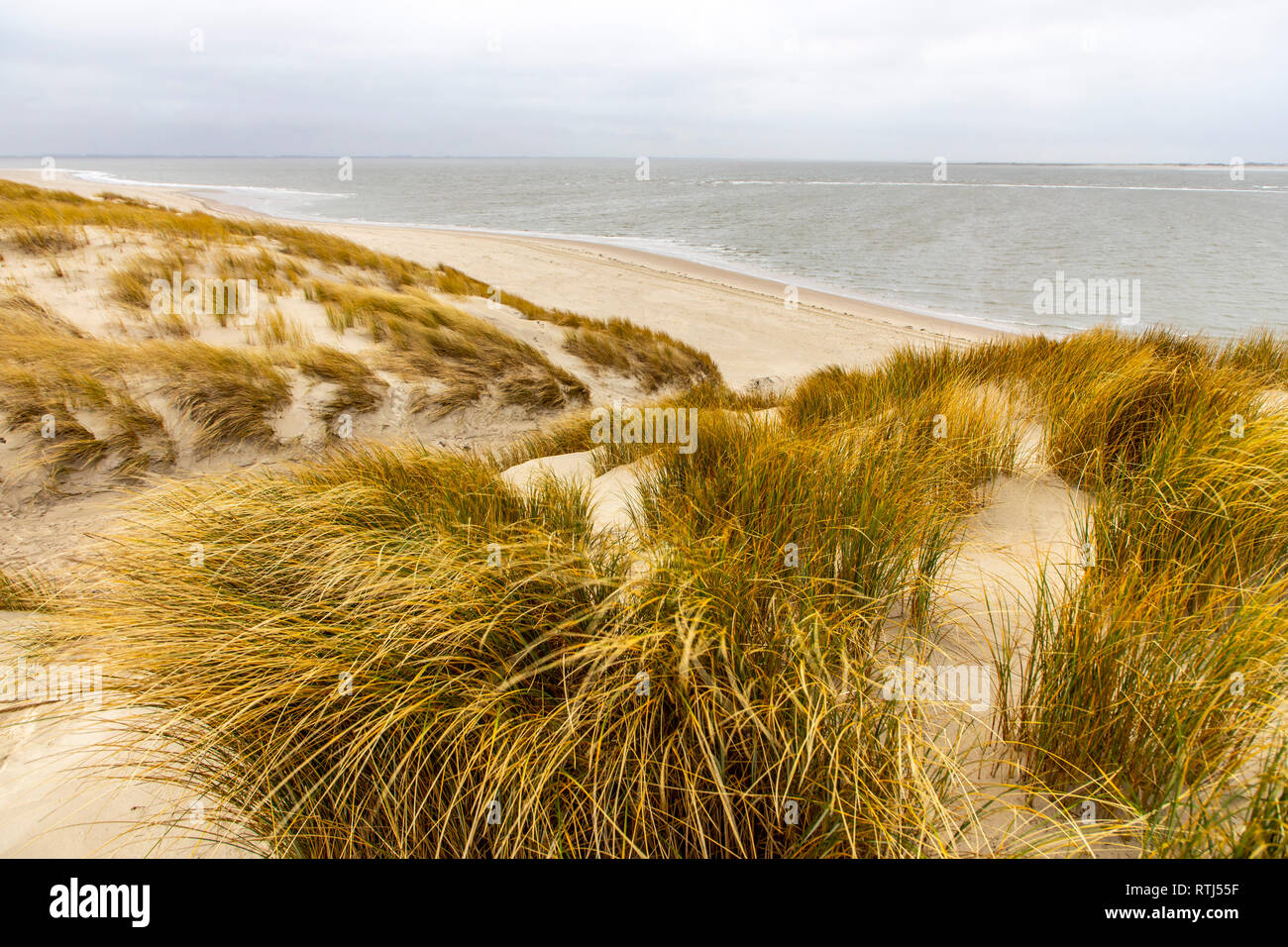 Del Mar del Norte Isla Langeoog, Frisia Oriental , Baja Sajonia, paisaje dunar, Alemania Foto de stock